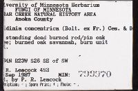 Daldinia concentrica image