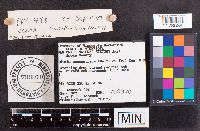 Daldinia concentrica image