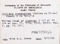 Daldinia concentrica image