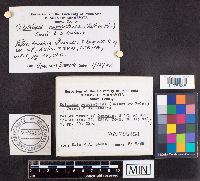 Daldinia concentrica image