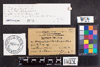 Didymella applanata image