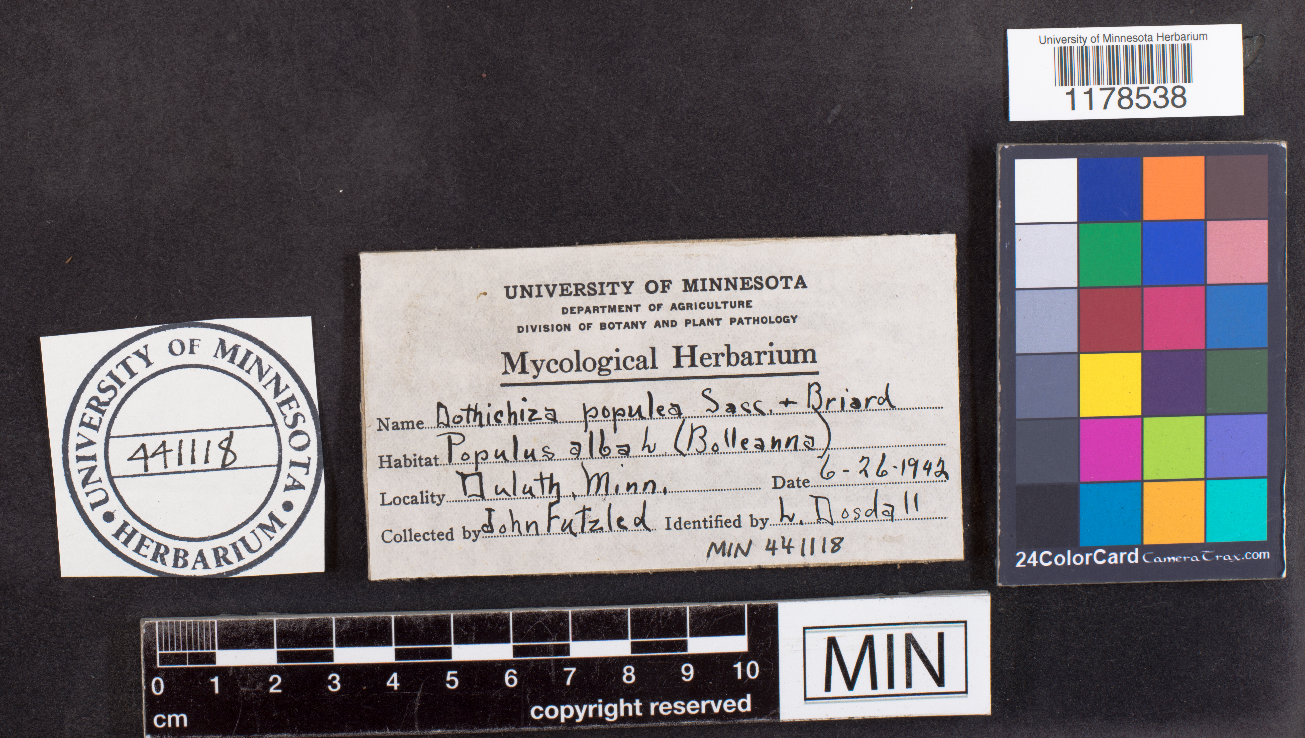 Chondroplea populea image