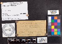 Lasiodiplodia theobromae image