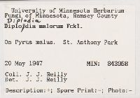 Diplodia malorum image