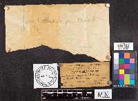 Lasiodiplodia theobromae image