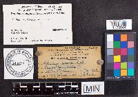 Chondroplea populea image