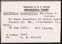 Eutypella parasitica image