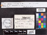 Eutypella parasitica image