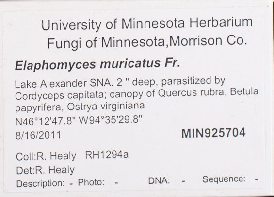 Elaphomycetaceae image