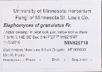 Elaphomyces granulatus image