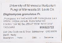 Elaphomyces granulatus image