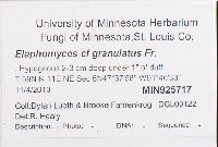 Elaphomyces granulatus image