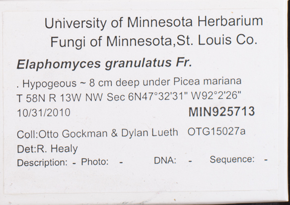 Elaphomyces granulatus image