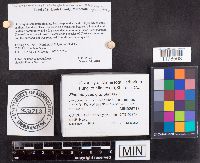 Elaphomyces granulatus image