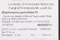 Elaphomyces granulatus image