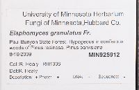 Elaphomyces granulatus image