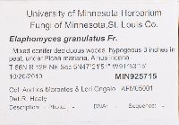 Elaphomyces granulatus image