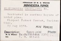 Elaphomyces granulatus image