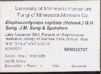 Elaphocordyceps capitata image