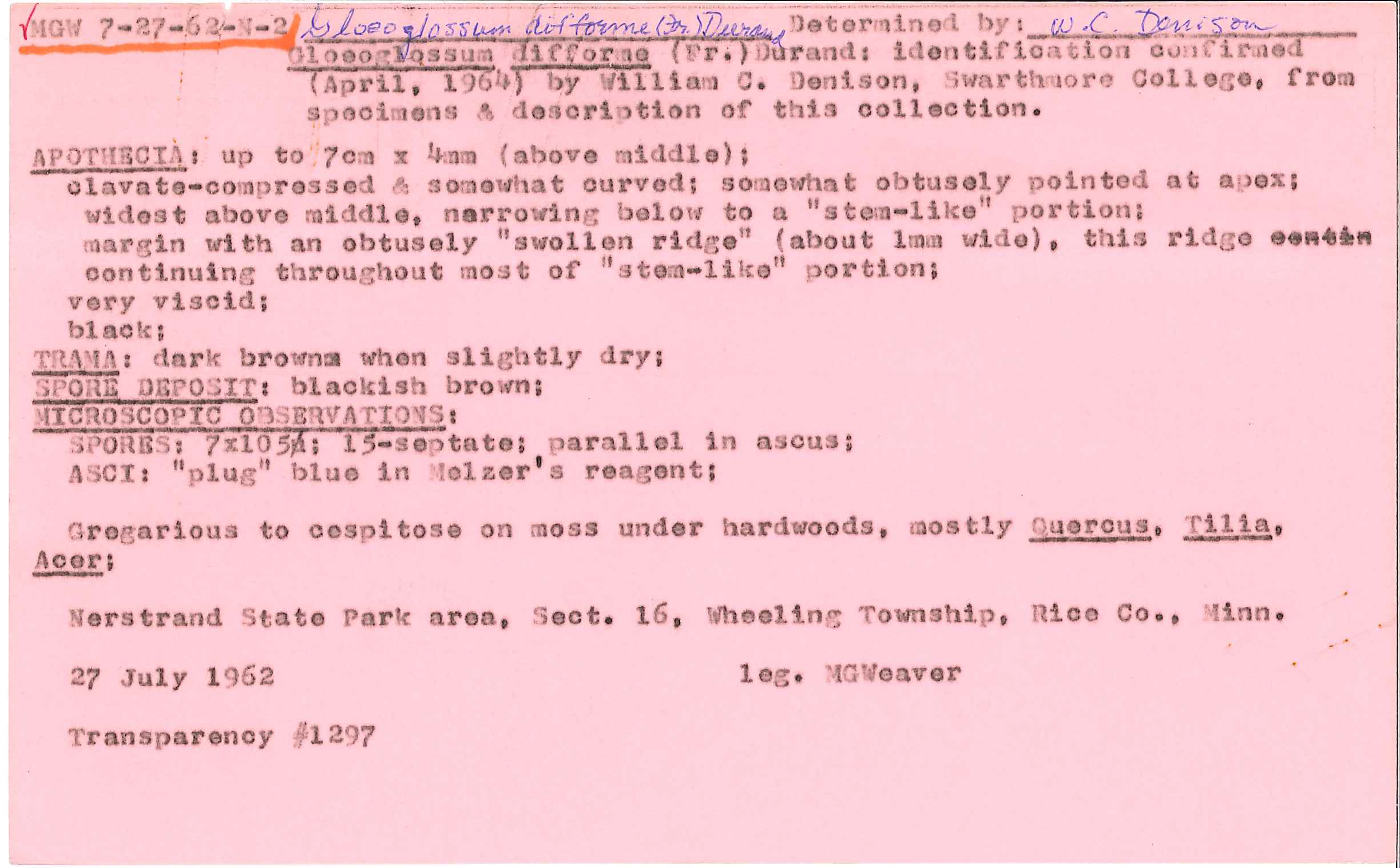 Geoglossum difforme image