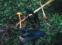 Geoglossum difforme image