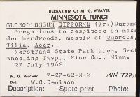 Geoglossum difforme image