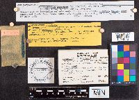 Geoglossum difforme image