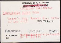 Geoglossum rufum image