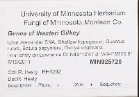 Genea hispidula image