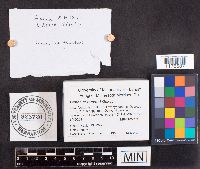 Genea hispidula image