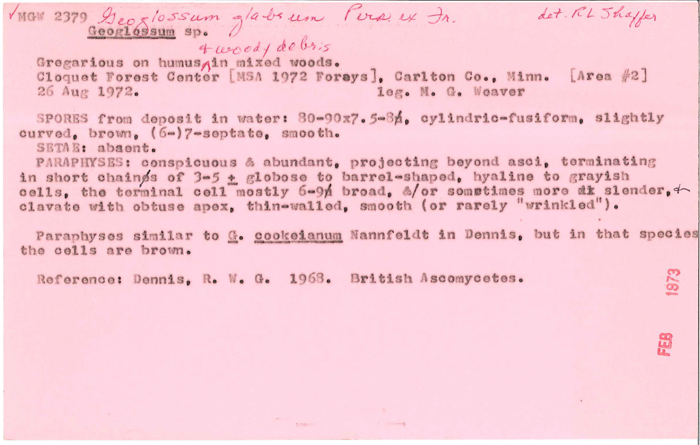 Geoglossum glabrum image