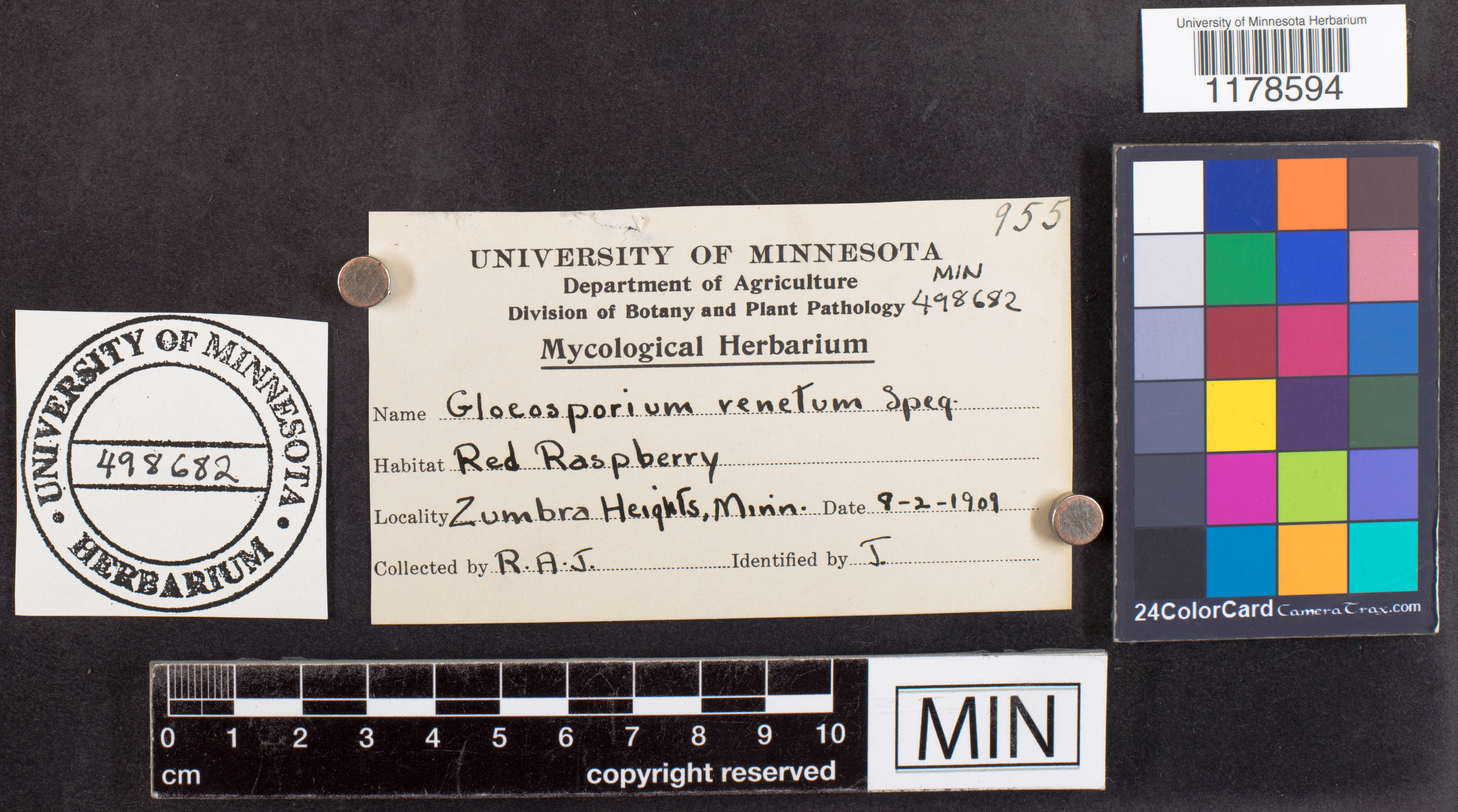 Gloeosporium venetum image