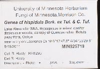 Genea hispidula image