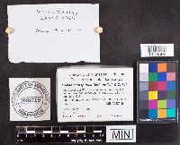 Genea hispidula image