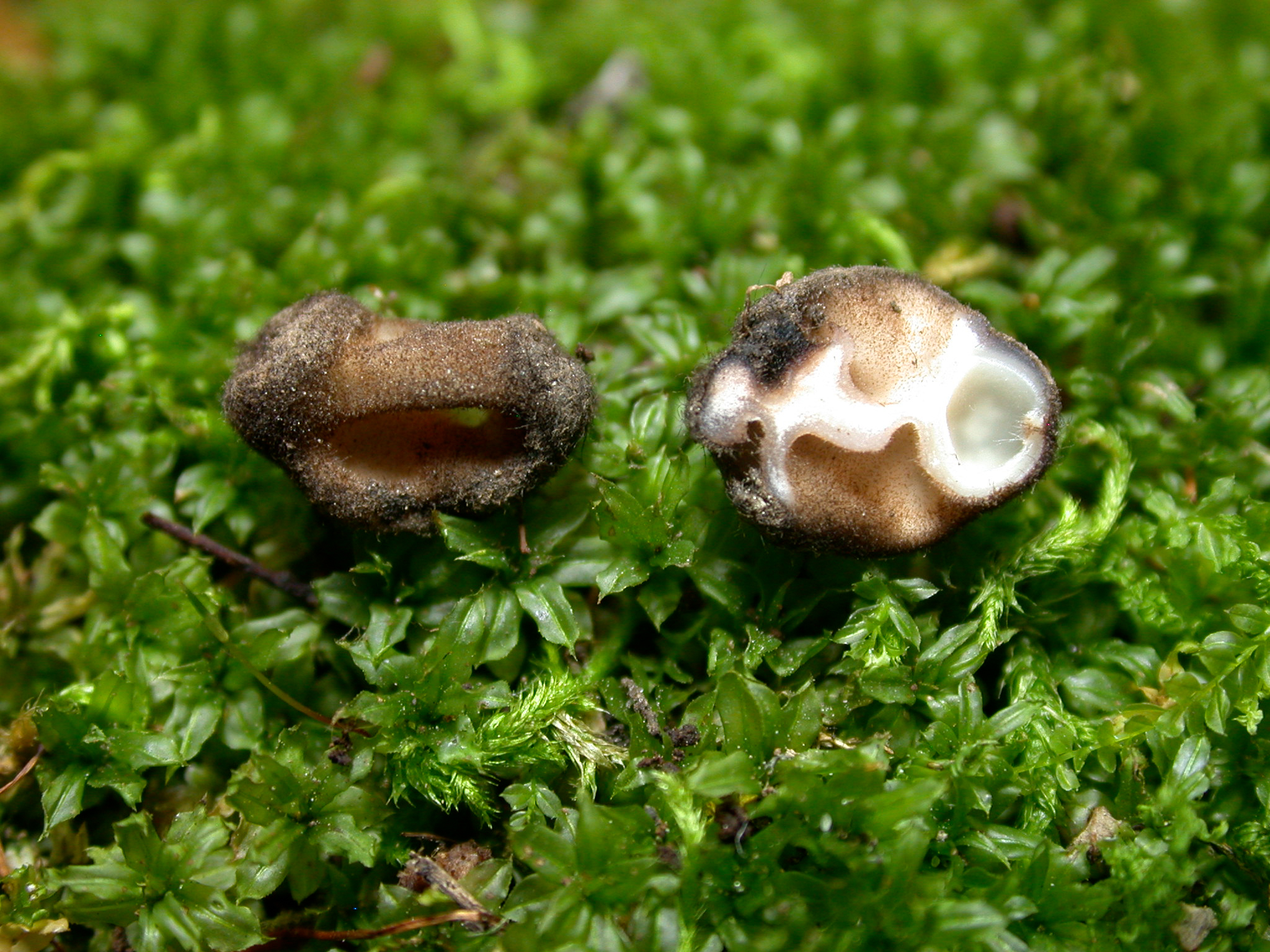 Genea hispidula image