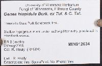 Genea hispidula image