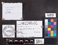 Genea hispidula image