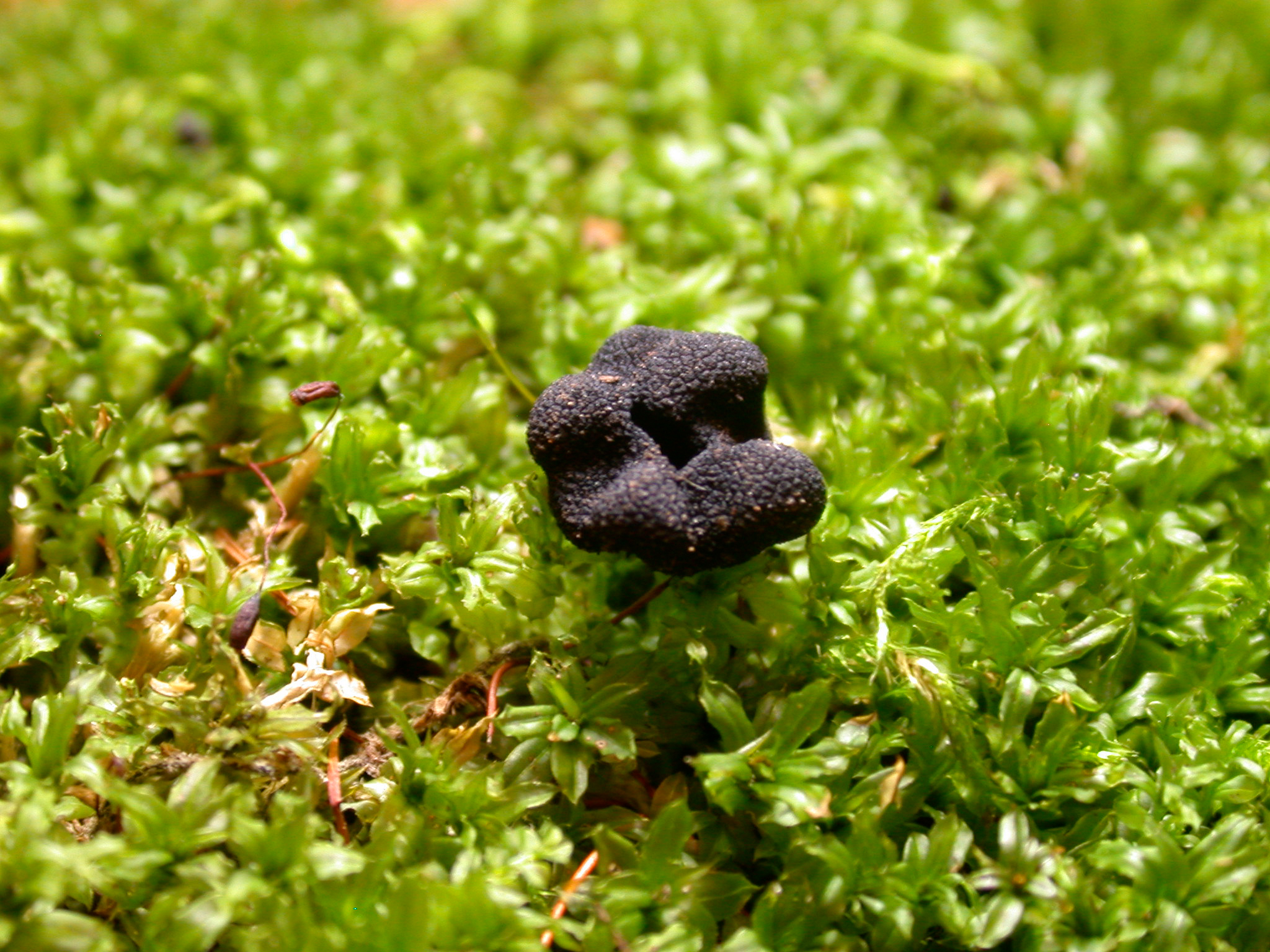 Genea anthracina image