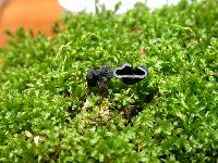 Genea anthracina image