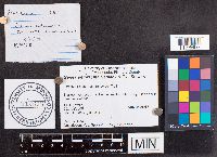 Genea anthracina image