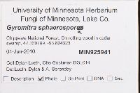 Gyromitra sphaerospora image