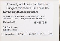 Gyromitra sphaerospora image