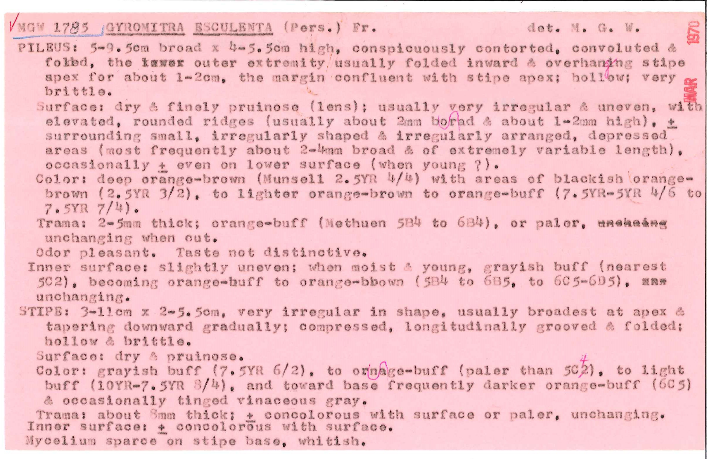 Gyromitra esculenta image