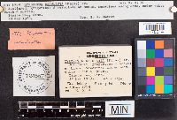 Gyromitra esculenta image