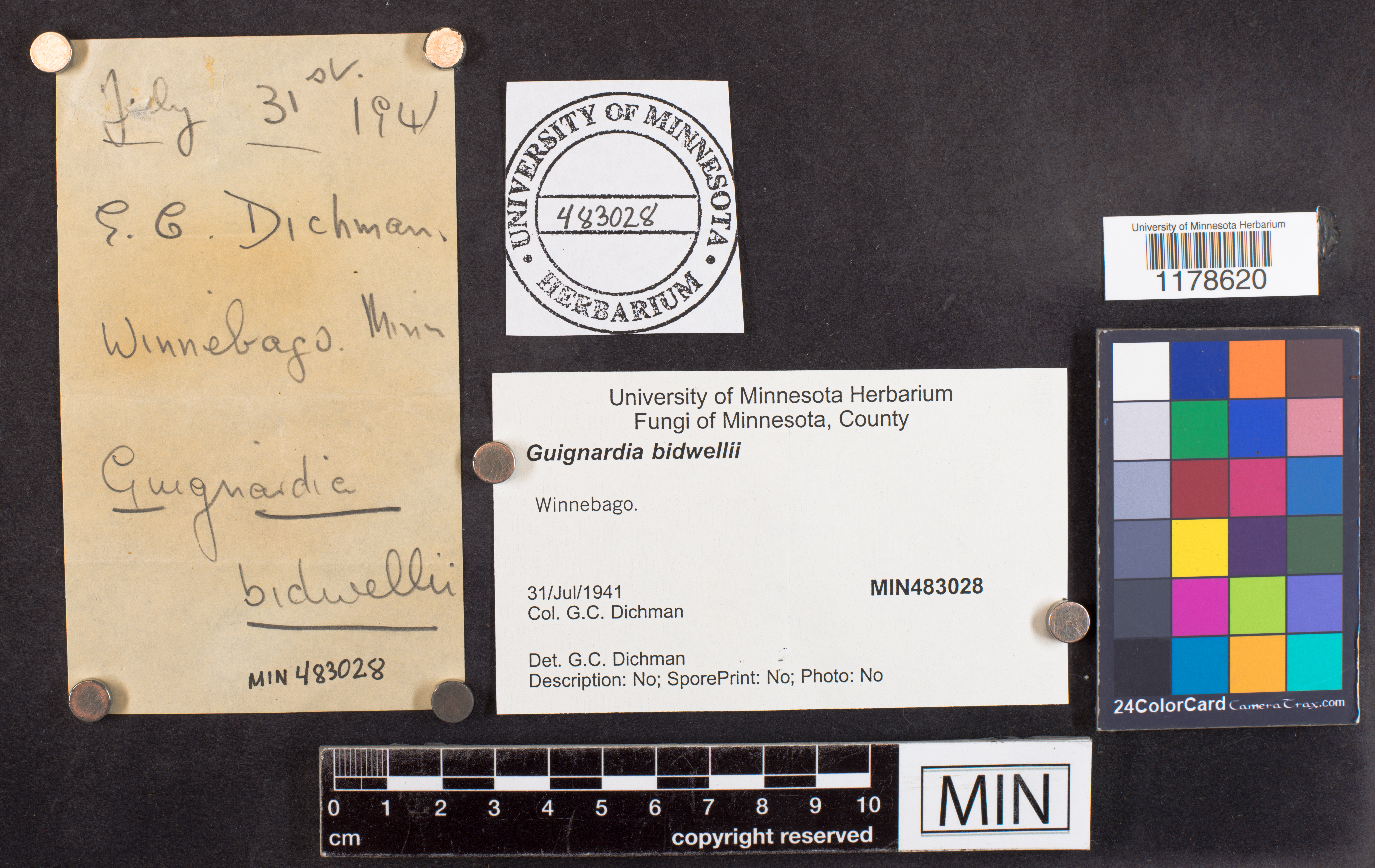 Guignardia bidwellii image