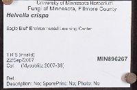 Helvella crispa image