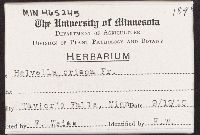 Helvella crispa image