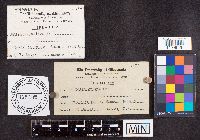 Helvella crispa image