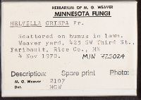 Helvella crispa image