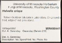 Helvella crispa image